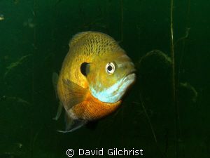 Nesting Bluegill Sunfish, 1 by David Gilchrist 